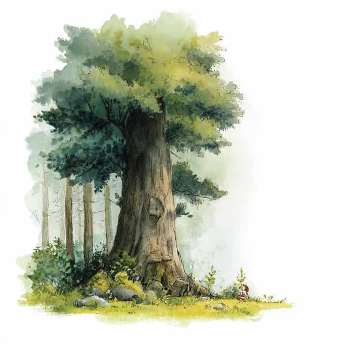 Contos curtos para crianças - O velho carvalho e a coragem dos animais